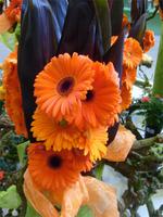 Thema - GERBERA