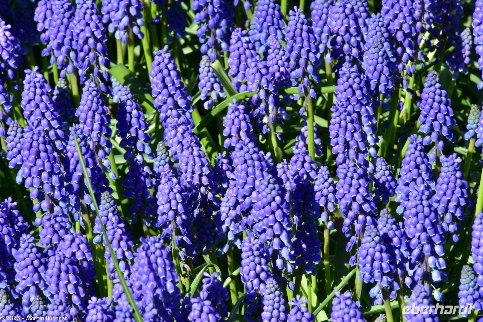 Traubenhyazinthe im Keukenhof