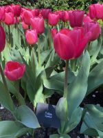 Tulpe 
