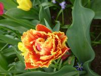Tulpen Keukenhof