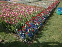 Tulpen gemischt mit Traubenhyazinthen