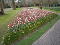 Tulpen und Narzissen in vielen Farben