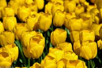 Tulpenblüte im Keukenhof