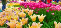 Tulpenblüte im Keukenhof