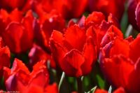 Tulpenblüte im Keukenhof