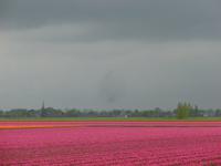 Tulpenfelder F