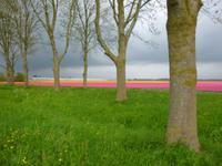 Tulpenfelder Flevoland