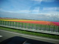 Tulpenfelder Holland