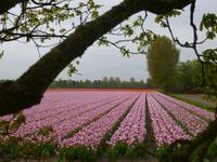 Tulpenfelder bei Lisse