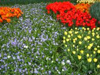 Viele Tulpen