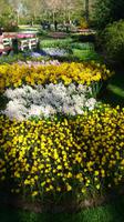 Wie ein Blumenteppich