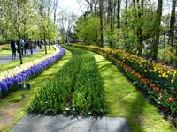 Keukenhof 