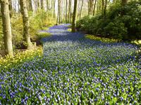Keukenhof 