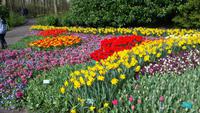 Keukenhof 