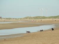 Strand am Kennemer Nationalpark 2