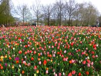 Keukenhof