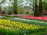 Keukenhof