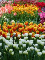 Keukenhof