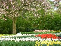 Keukenhof