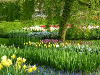 Keukenhof