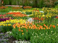 Keukenhof