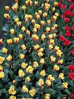 17_Keukenhof