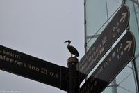 Silvester in Rotterdam-186