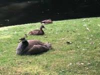 Jever - Schlossgarten