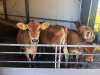 Käsebauernhof De Jacobs Hoeve