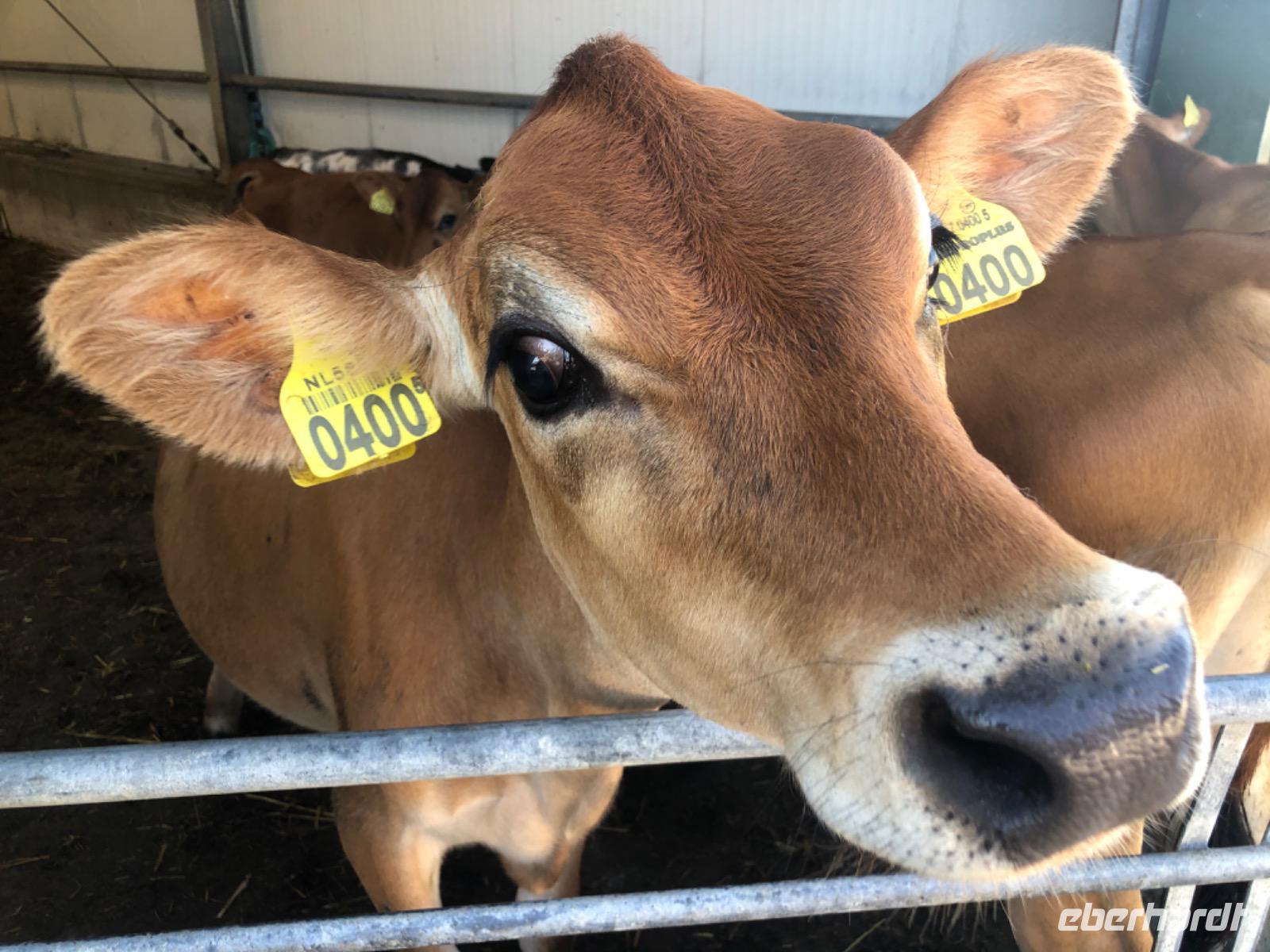 Käsebauernhof De Jacobs Hoeve