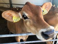 Käsebauernhof De Jacobs Hoeve