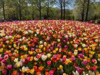 3. Tag – Tulpenblüte im Keukenhof