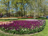 3. Tag – Tulpenblüte im Keukenhof