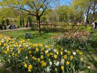 3. Tag – Tulpenblüte im Keukenhof