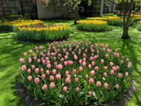 3. Tag – Tulpenblüte im Keukenhof