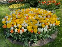 3. Tag – Tulpenblüte im Keukenhof
