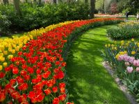 3. Tag – Tulpenblüte im Keukenhof