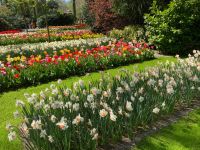 3. Tag – Tulpenblüte im Keukenhof