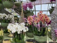 3. Tag – Tulpenblüte im Keukenhof