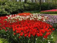 3. Tag – Tulpenblüte im Keukenhof