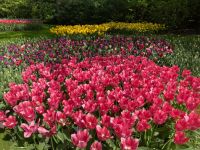 3. Tag – Tulpenblüte im Keukenhof