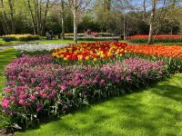 3. Tag – Tulpenblüte im Keukenhof