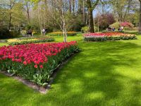 3. Tag – Tulpenblüte im Keukenhof