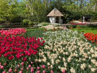 3. Tag – Tulpenblüte im Keukenhof