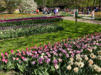 3. Tag – Tulpenblüte im Keukenhof