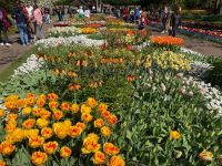 3. Tag – Tulpenblüte im Keukenhof