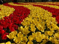 3. Tag – Tulpenblüte im Keukenhof