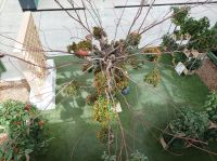 Besuch der Floriade in Almere