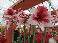 Besuch der Floriade in Almere
