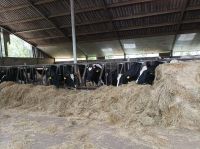 Amstelveen, Käse und Klompen im Rembrandt Hoeve